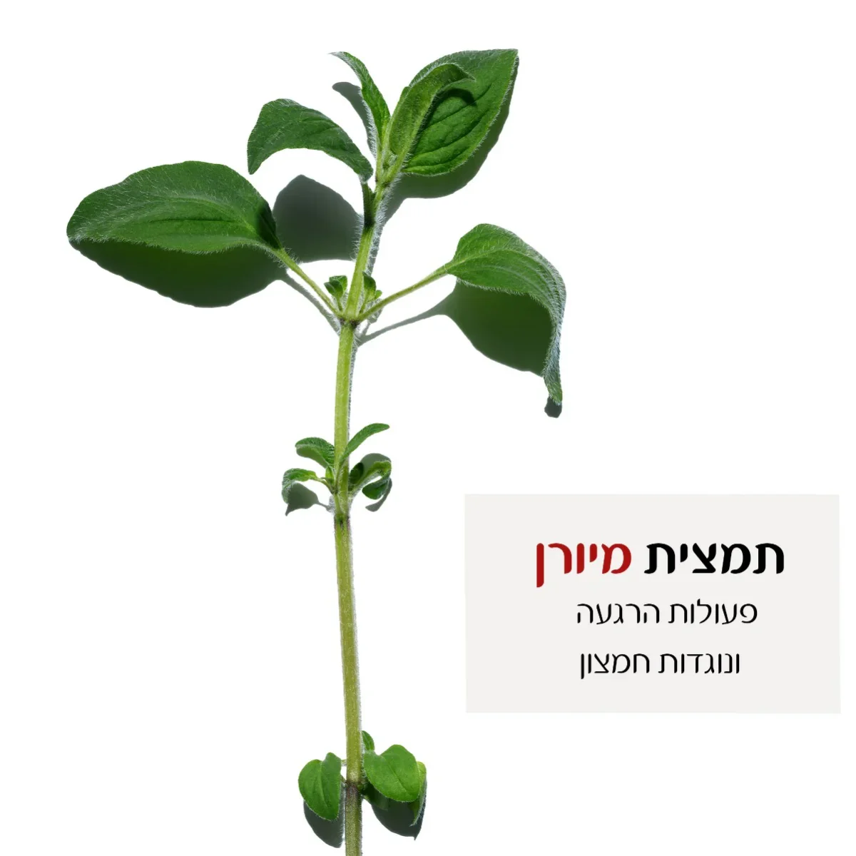 תמונת מוצר 3