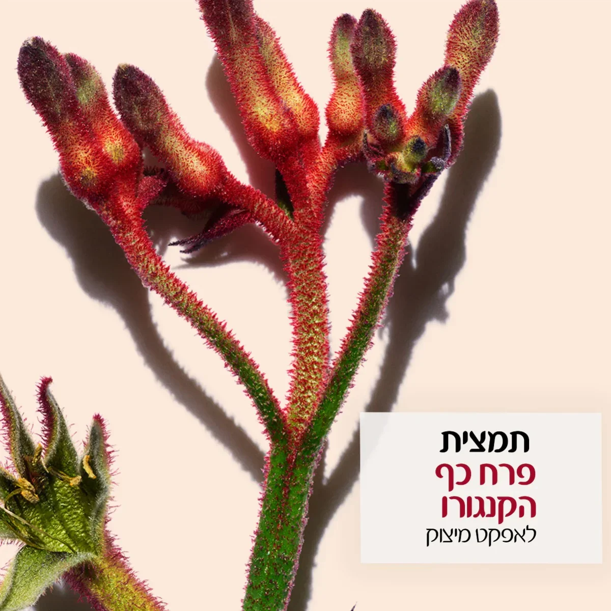 תמונת מוצר 3