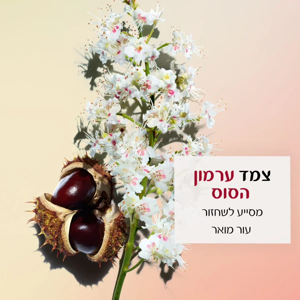תמונת מוצר 3