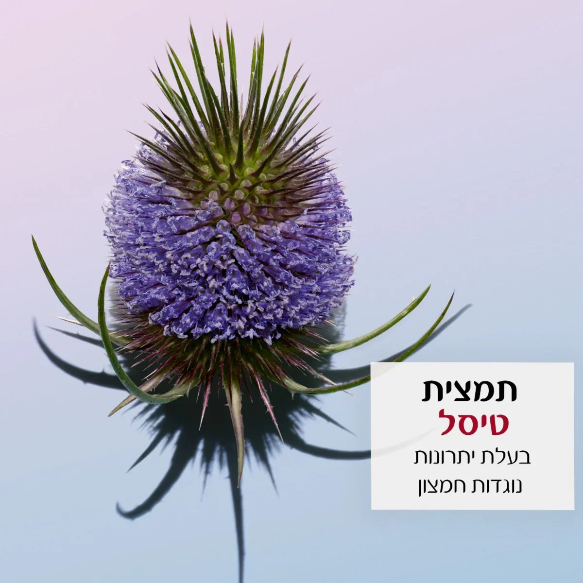 תמונת מוצר 4